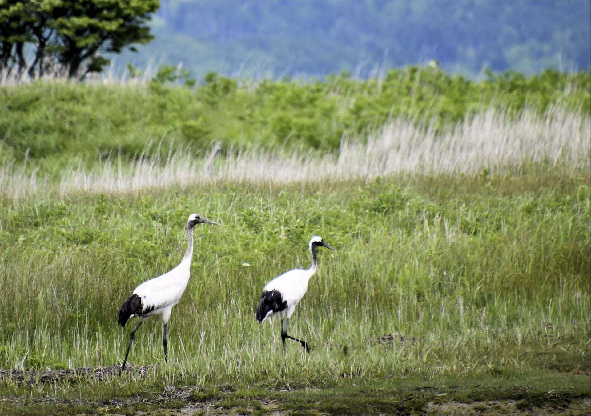 霧多布湿原で見つけた丹頂鶴の夫婦月