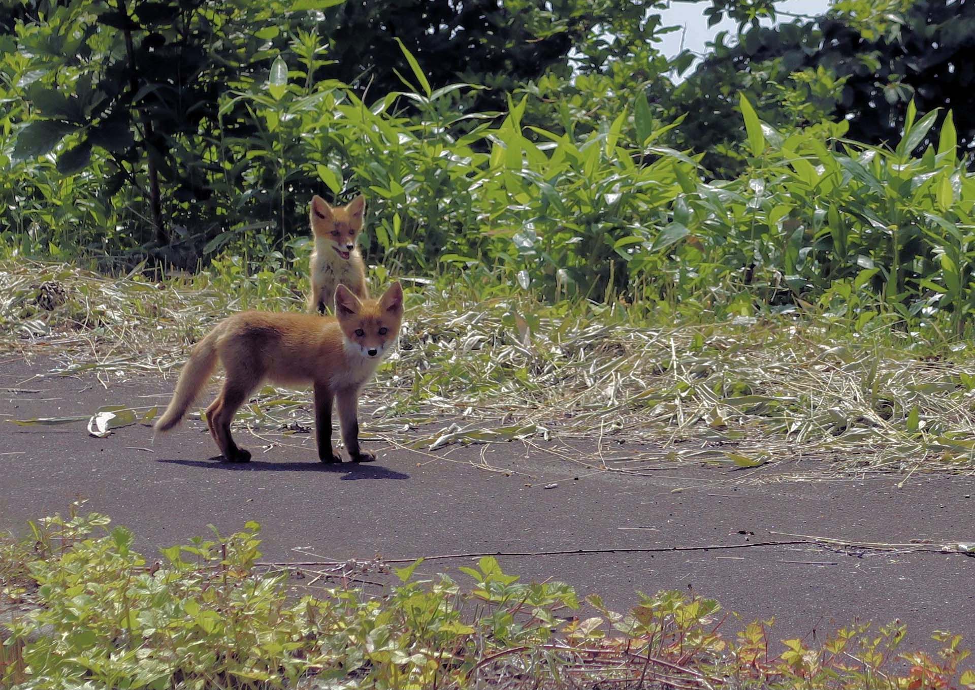 歩道のキタキツネ兄弟