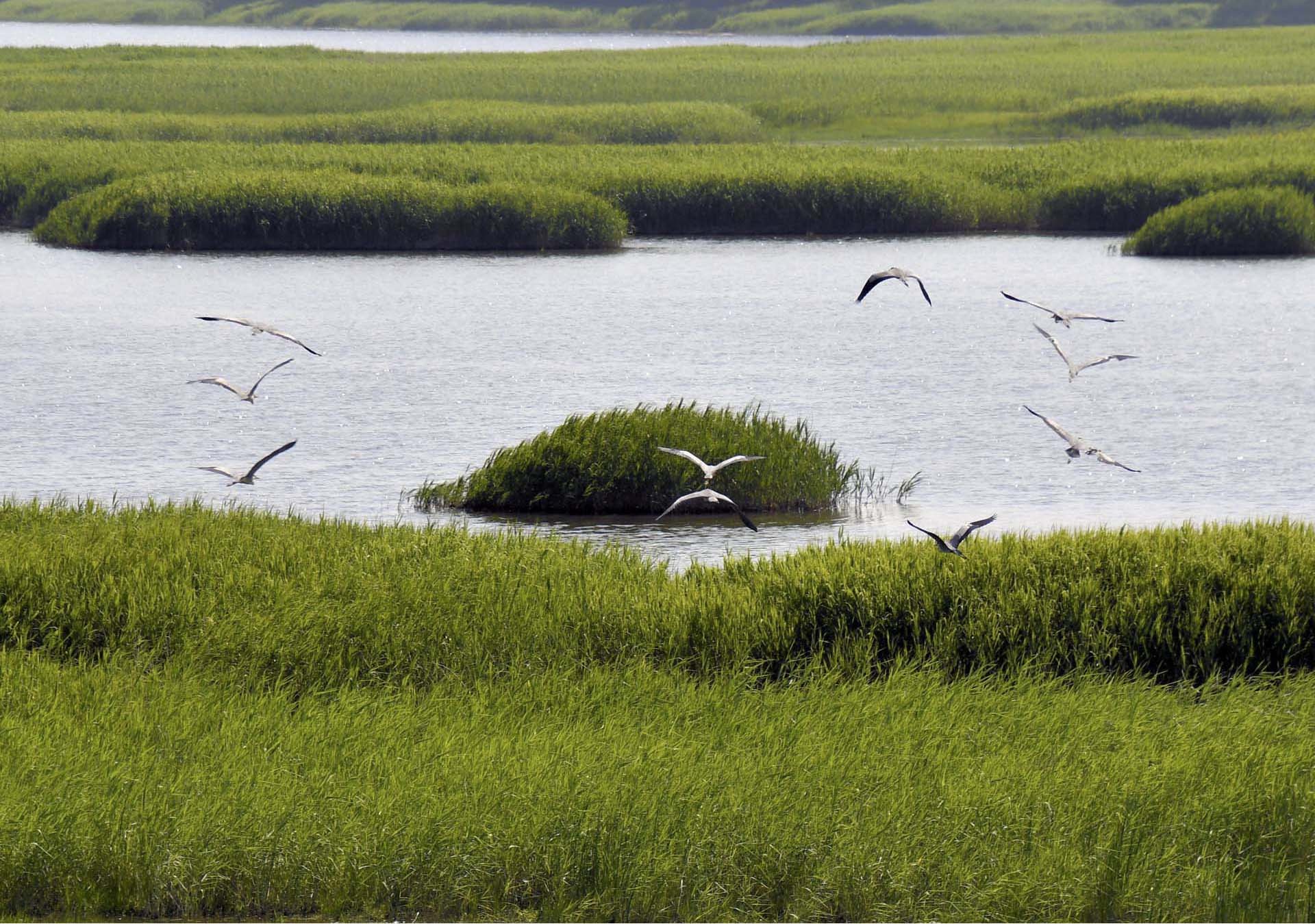 湖畔から一斉に飛び立つアオサギのチーム
