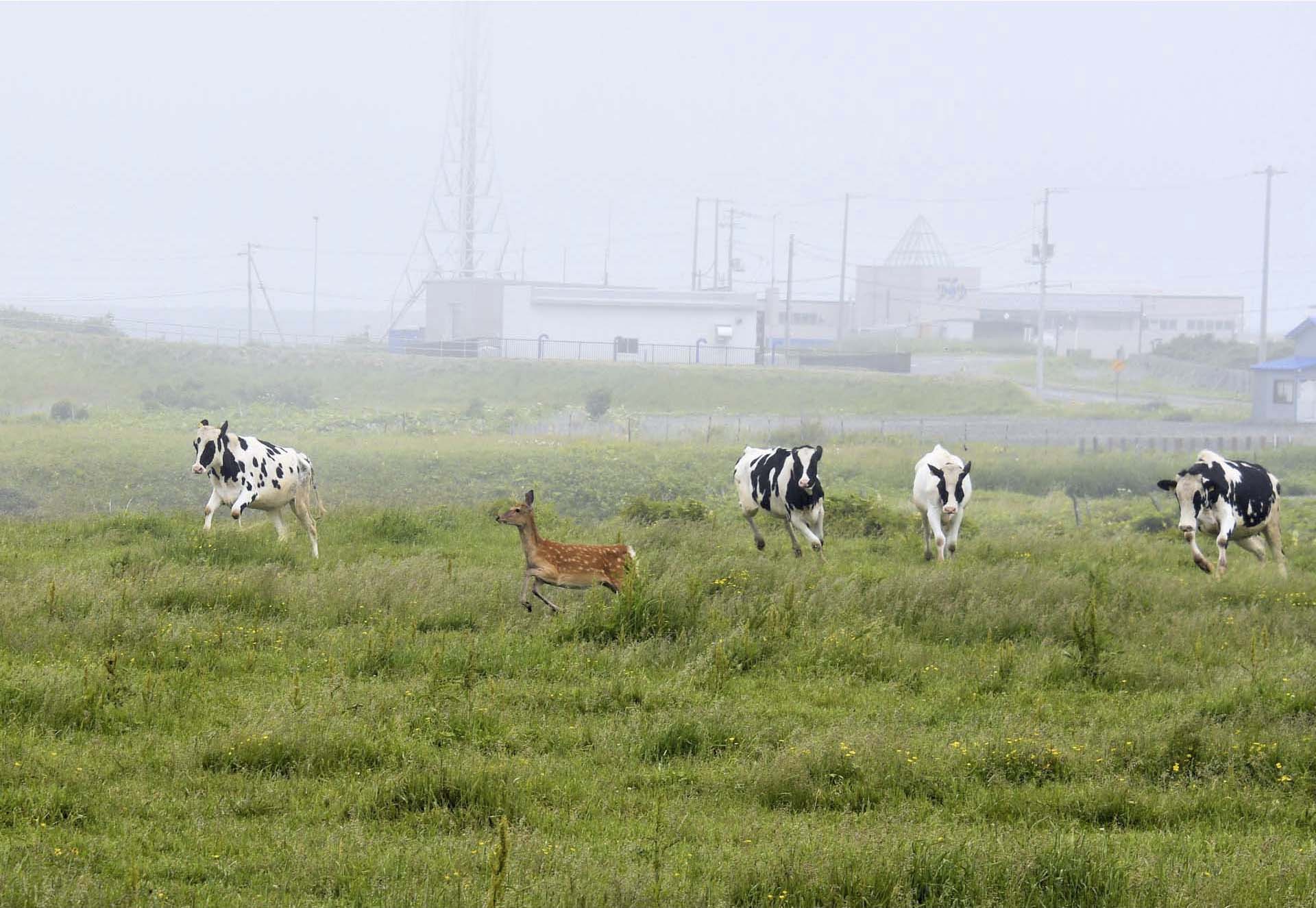 牧場に迷い込んだよそ者を追い払う乳牛